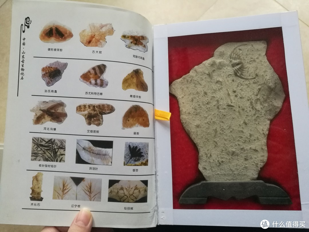 三叶虫古生物化石——迟来的奇葩物晒单