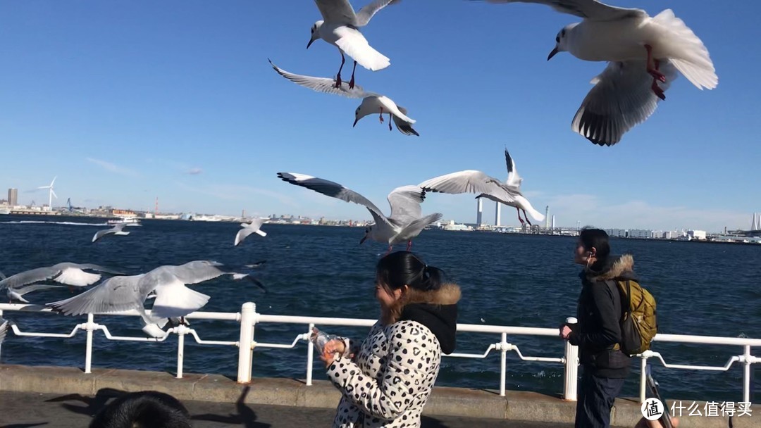 在码头一定要准备点零食喂一喂海鸥，可以零距离接触，拍照效果非常好。