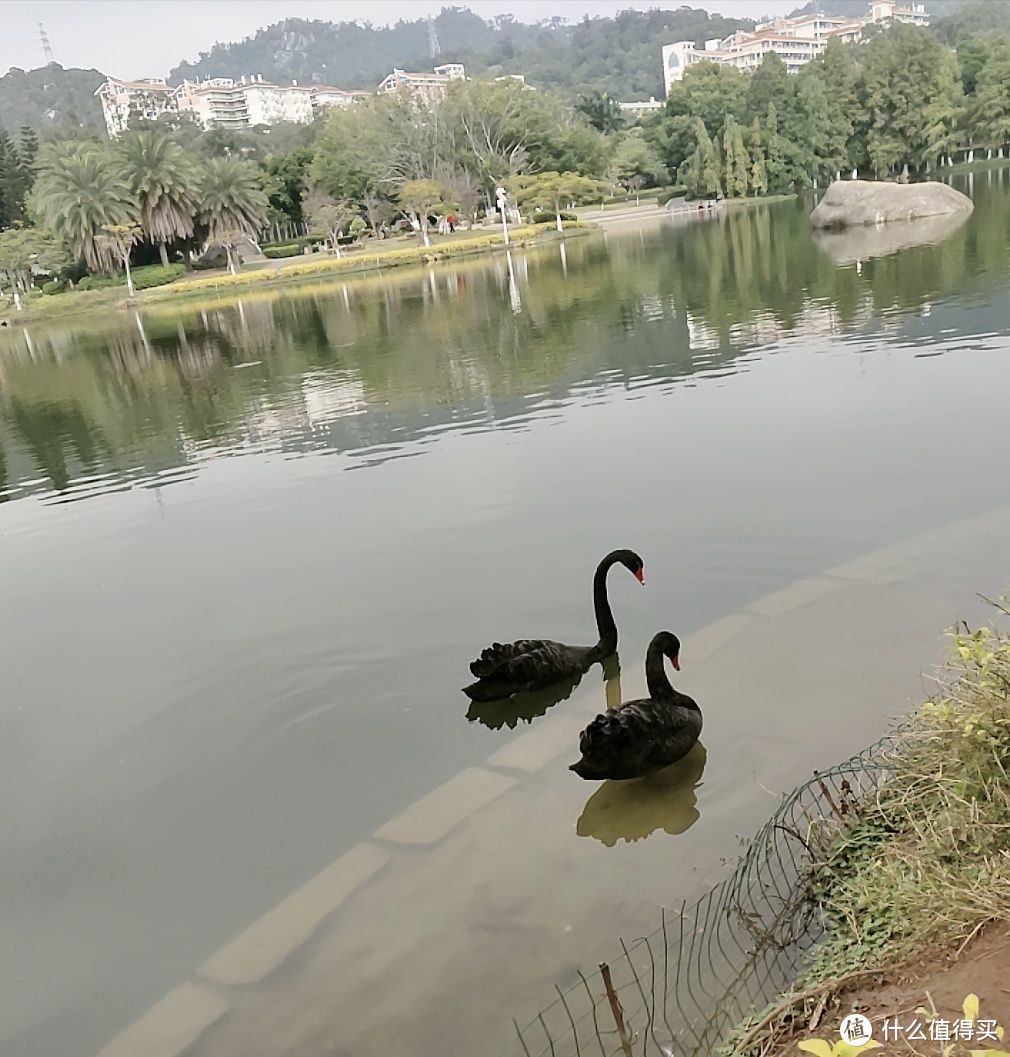 芙蓉湖里的黑天鹅