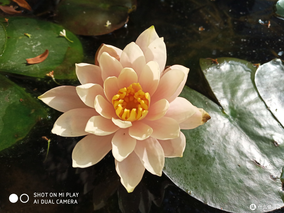 最便宜的小米手机，轻便顺畅PLAY - 小米 PLAY 智能手机体验