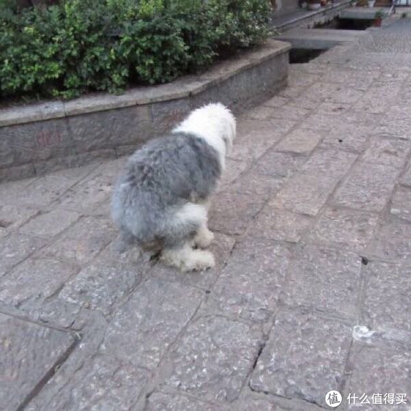 狗狗便秘怎么办,吃什么能解决?