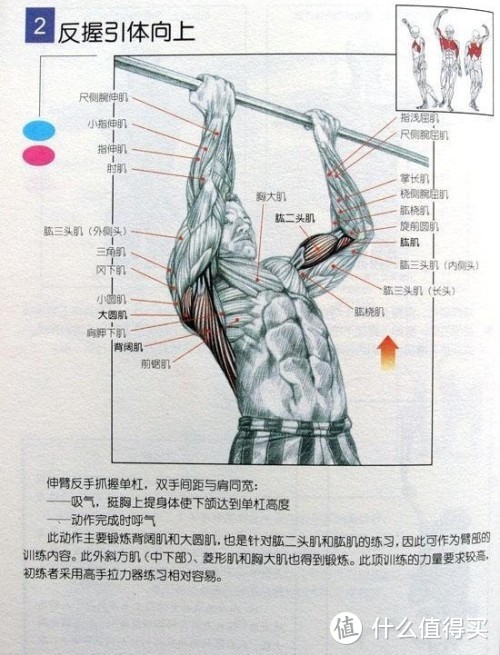 如何在家高效的练背？对抗地心引力！向上！