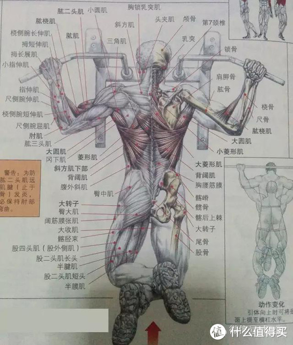 如何在家高效的练背？对抗地心引力！向上！