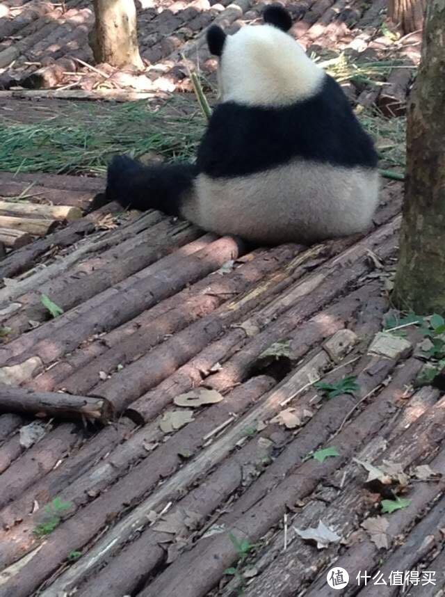 思考熊生~为什么笋子那么好吃！