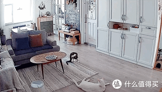 工作日监控摄像头视角的我家客厅的日常，很适合猫咪跑酷是不是！