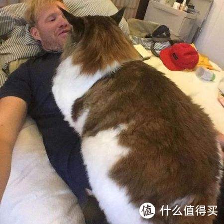 来啊，一起吸猫啊，猫控必备！杯子上的世界名猫大百科 DUNOON丹侬 猫的世界