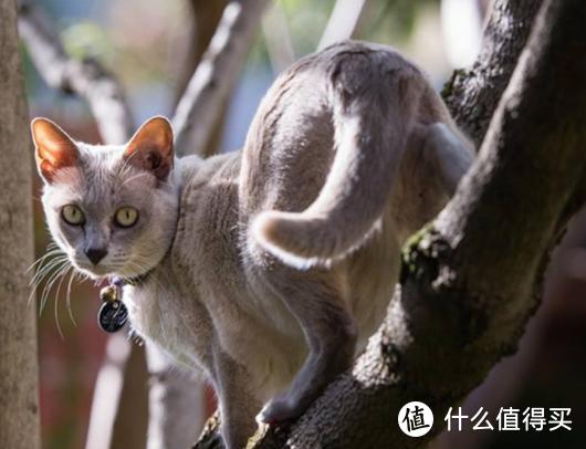 来啊，一起吸猫啊，猫控必备！杯子上的世界名猫大百科 DUNOON丹侬 猫的世界