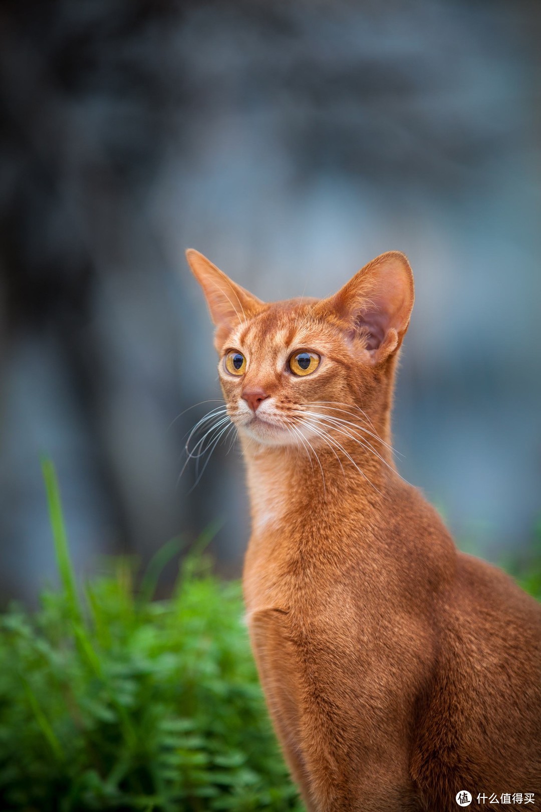 来啊，一起吸猫啊，猫控必备！杯子上的世界名猫大百科 DUNOON丹侬 猫的世界