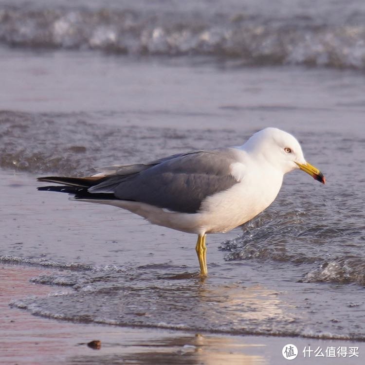 索尼微单A7Rm3购买一周年回顾与小结（下）