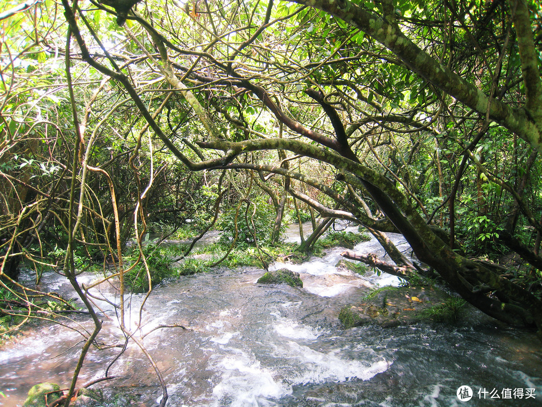 水上森林