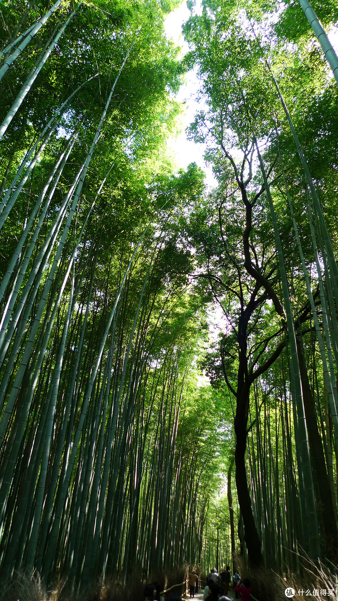 去往天龙寺的竹林