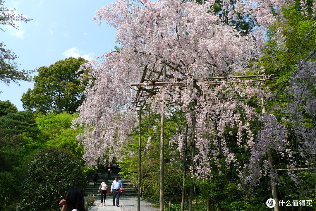 龙安寺门口的垂枝樱花