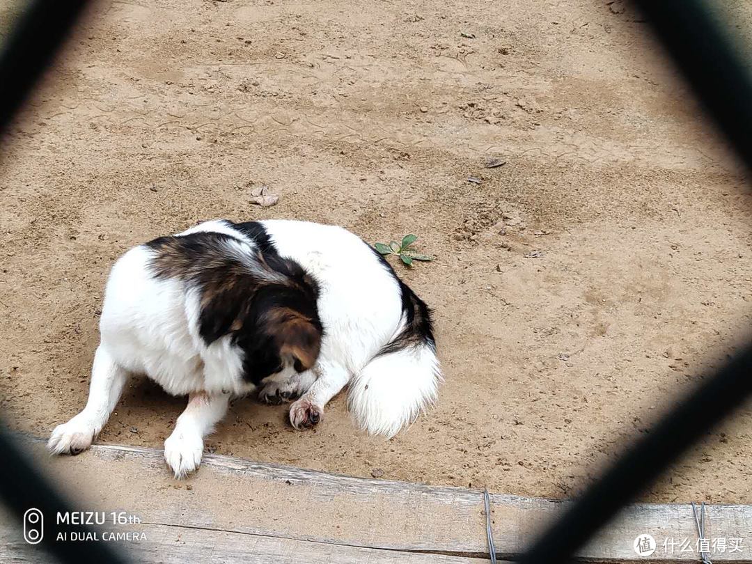 牧鸟犬乱入