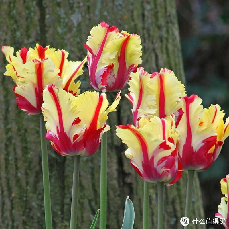 郁金香——火鹦鹉，非常受欢迎的“鹦鹉”花型，花瓣如同飞扬的羽翼