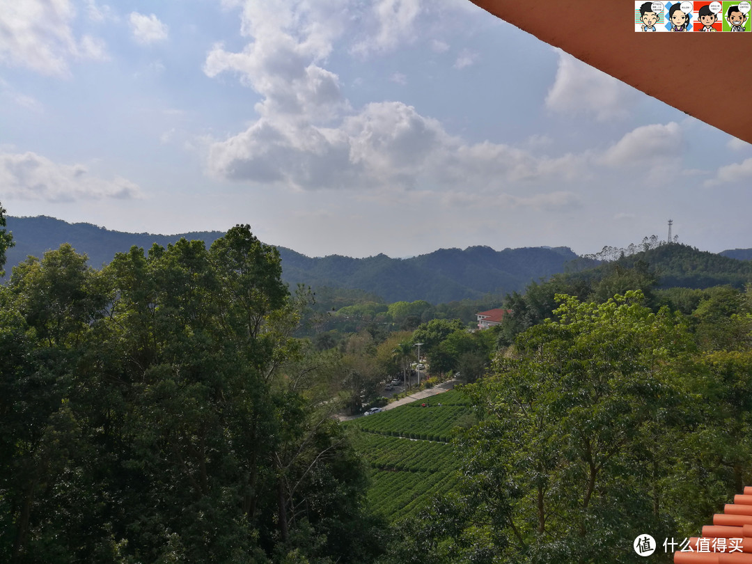 右边茶田叠嶂，好一派田园风光。