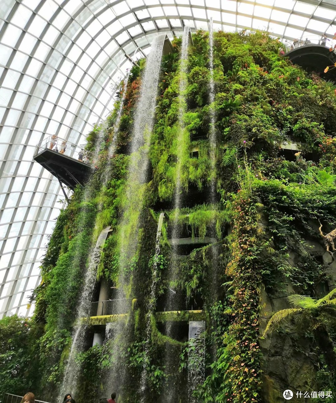 云雾林 (Cloud Forest)