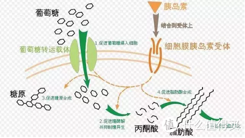 脂肪不全是坏的，多运动能减肥，这种脂肪有不小的功劳