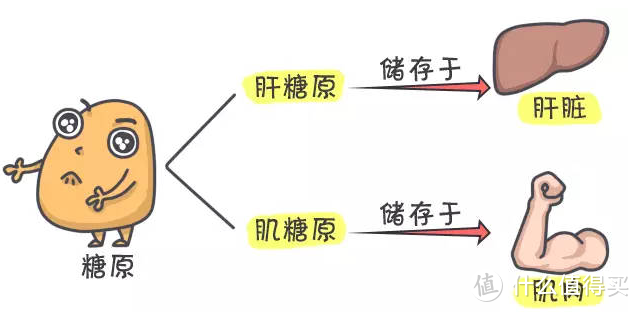 脂肪不全是坏的，多运动能减肥，这种脂肪有不小的功劳