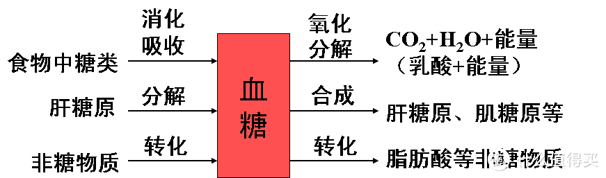 脂肪不全是坏的，多运动能减肥，这种脂肪有不小的功劳