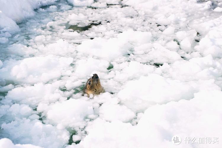 冬季到北海道来看雪