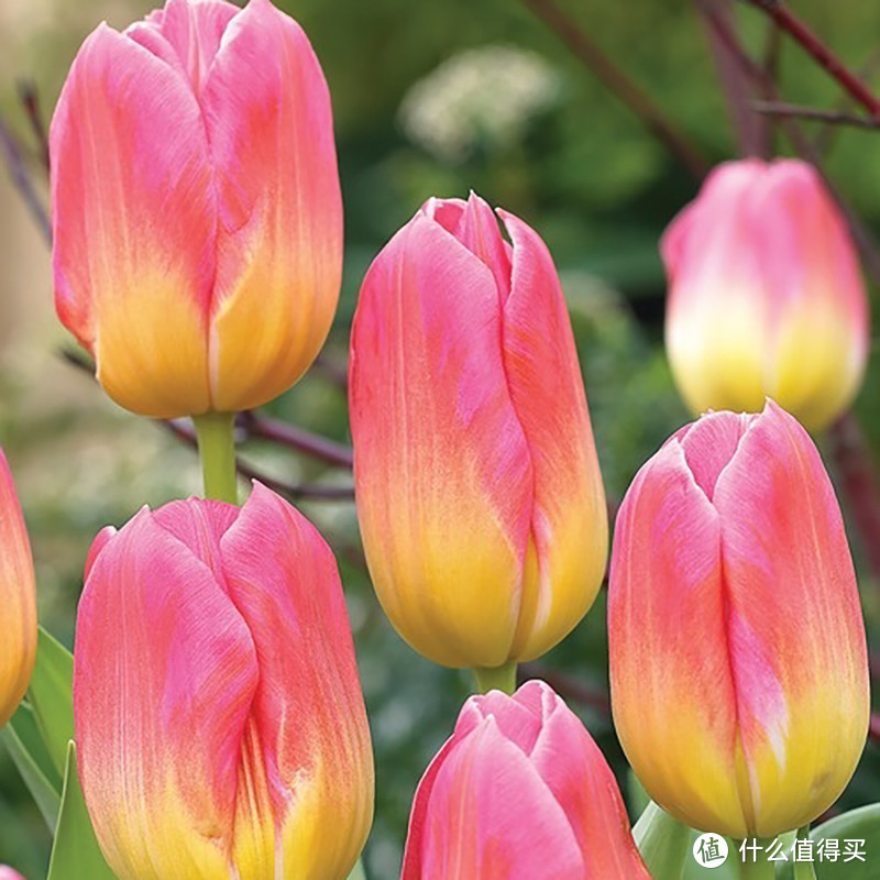 郁金香——汤姆王朝，单瓣双色的典型代表，很受欢迎的切花品种，“王朝”系列都很好看！