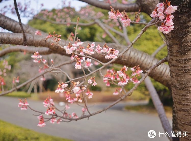 春游东京（镰仓，箱根）