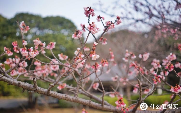 春游东京（镰仓，箱根）