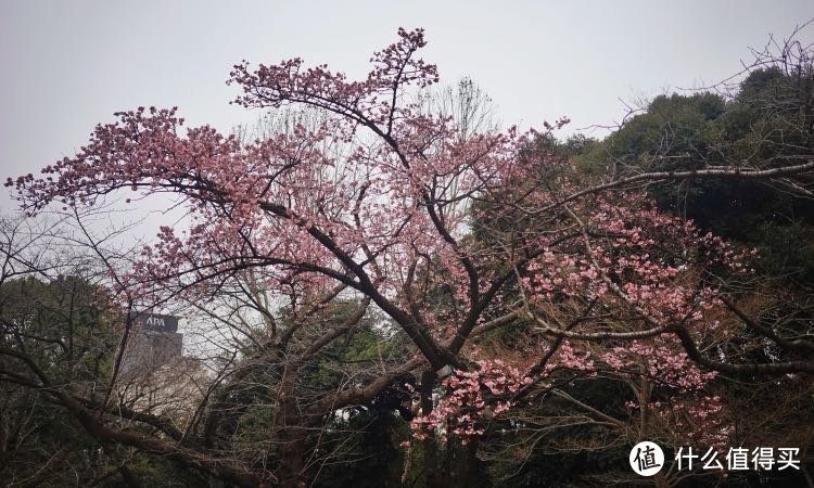 春游东京（镰仓，箱根）