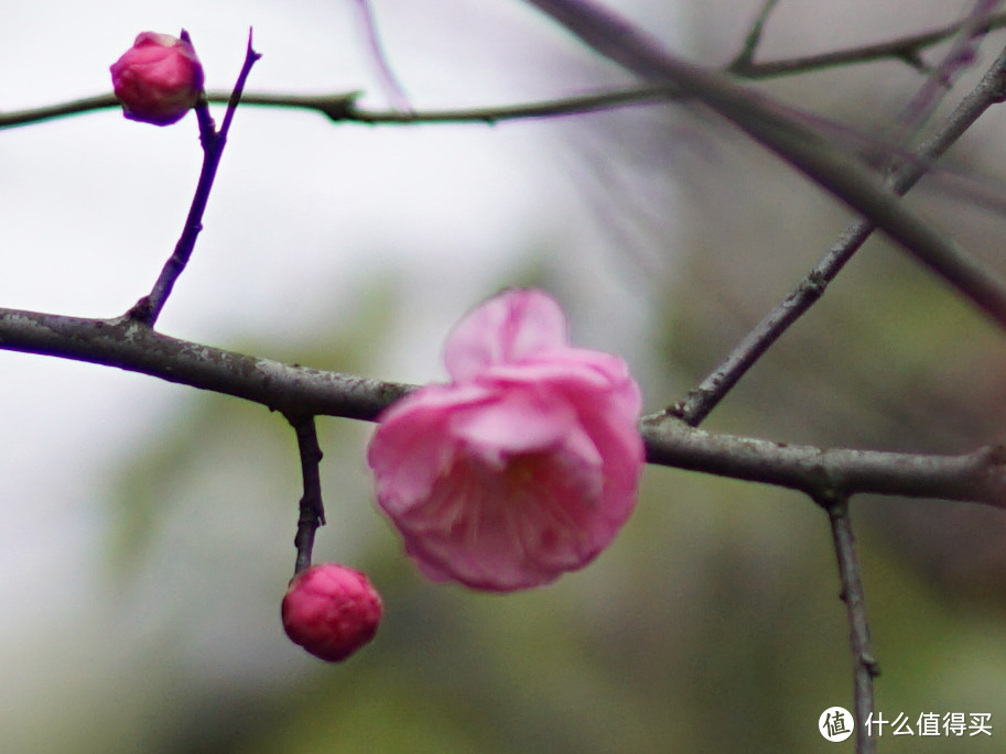 无脑大光圈之SIGMA 适马 30mm F1.4 DC DN 简晒