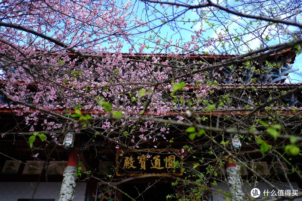 春光明媚何处找？古寺梅花两相好