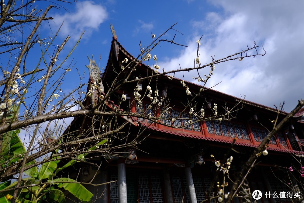 春光明媚何处找？古寺梅花两相好