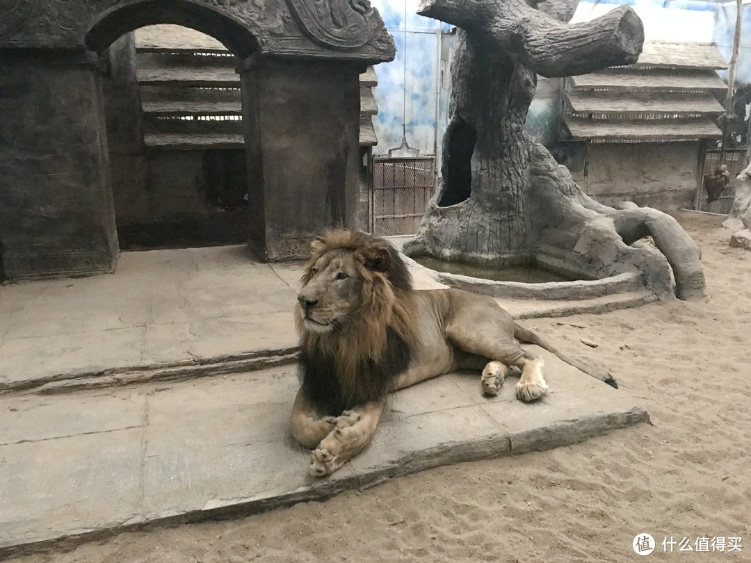 清迈夜间动物园：溜娃好去处