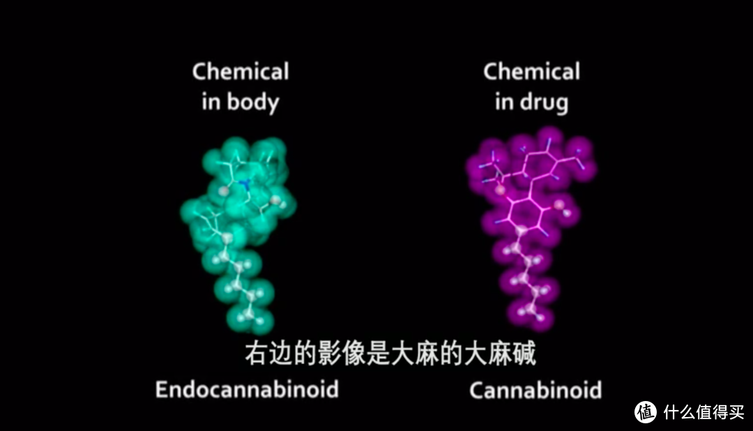 右边是大麻中的大麻碱，左边是人体自行制造的“内生性大麻”