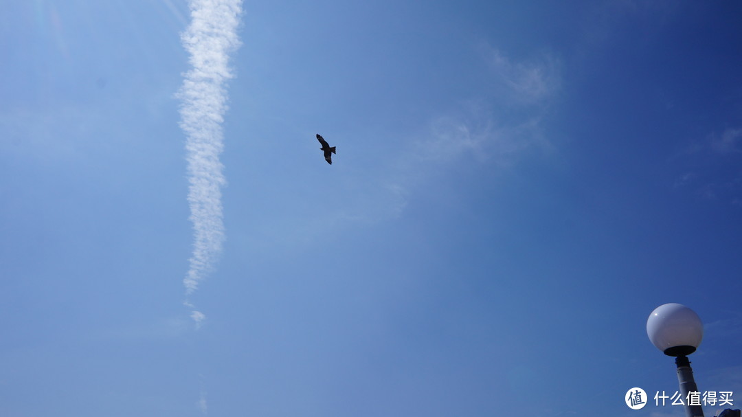 有五六只老鹰在海洋公园上空盘旋