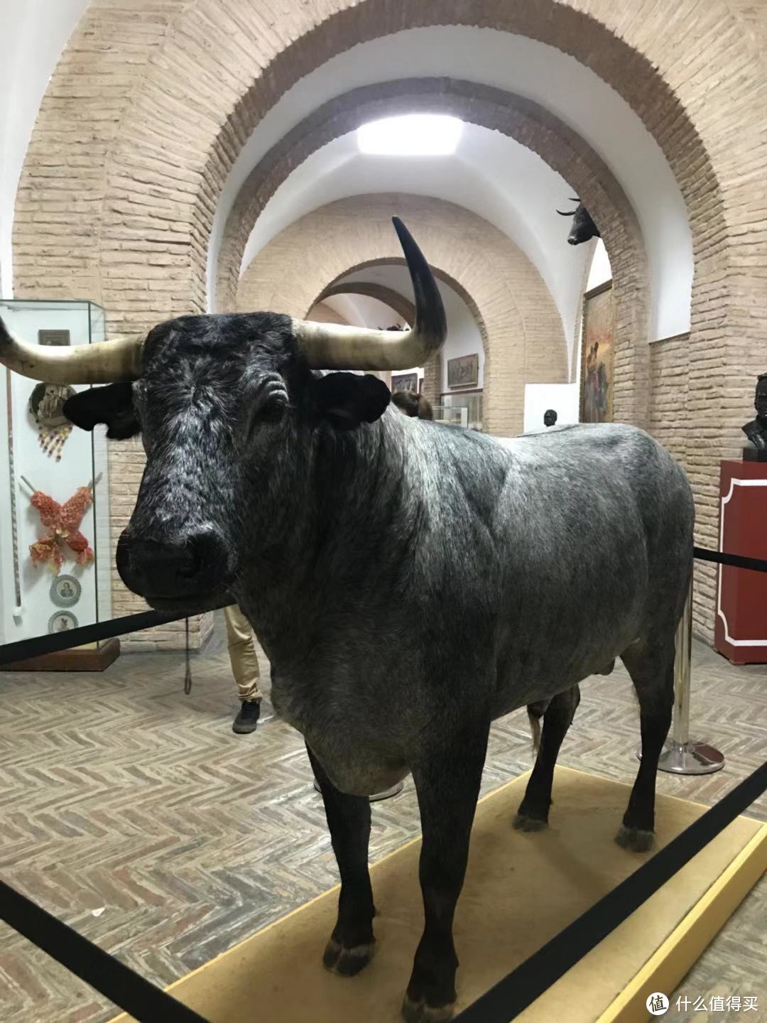 据说这是一头很牛的公牛,最后被做成了标本