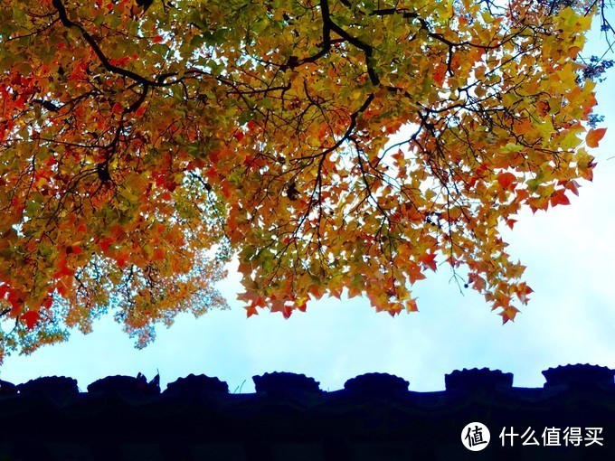 感受季节的馈赠：苏州天平山踏山寻枫