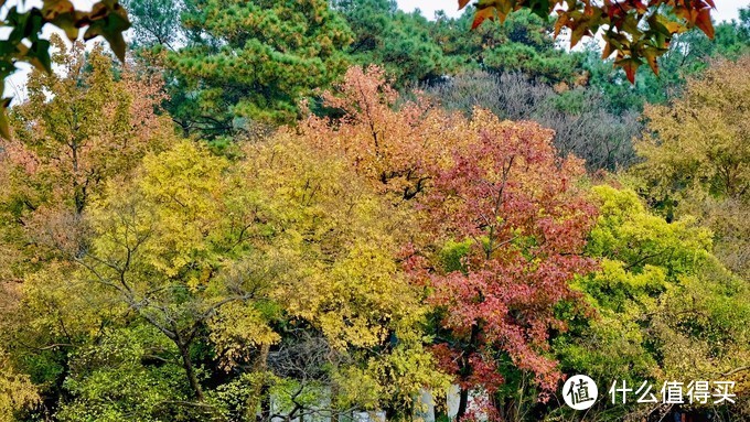 感受季节的馈赠：苏州天平山踏山寻枫