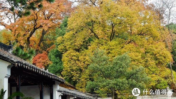 感受季节的馈赠：苏州天平山踏山寻枫