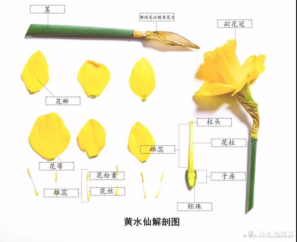 花冠上附属的延伸结构称为副花冠，筒状的副花冠是水仙属植物最重要的特征之一。图片：mr.powner.org；标注：江南蝶衣