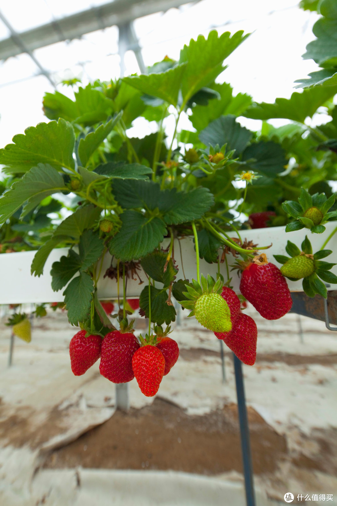 草莓的籽怎么种植（季节和方法）