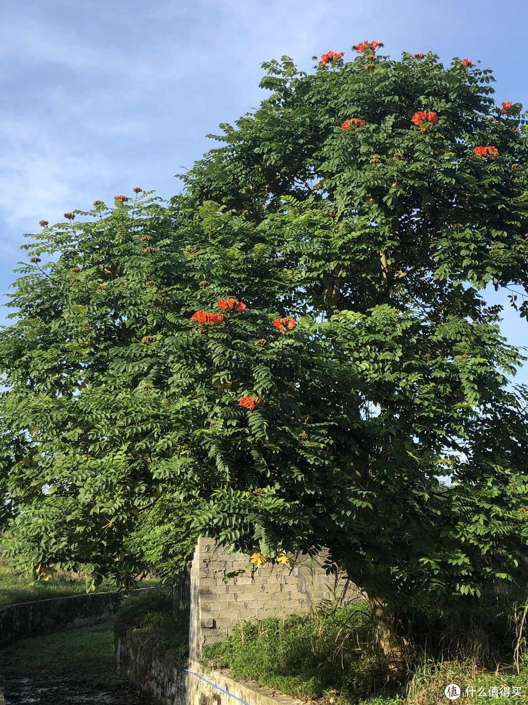 叫不上来的花树