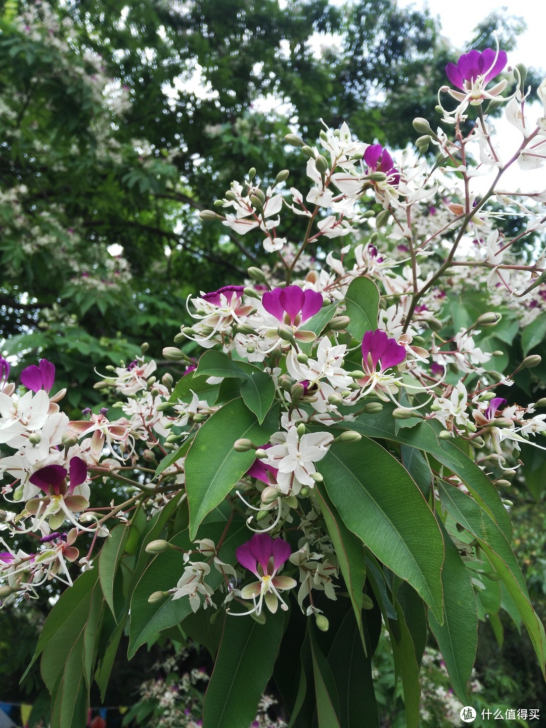 天河悠悠岁月，绿植勃勃生机