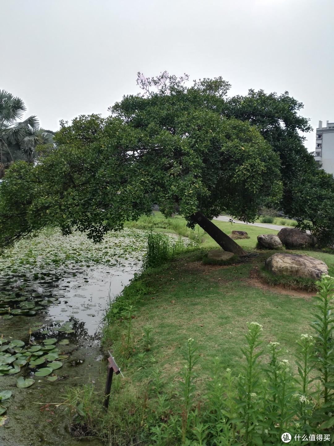 天河悠悠岁月，绿植勃勃生机