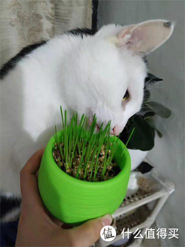 宠物 篇一 超好种的猫草