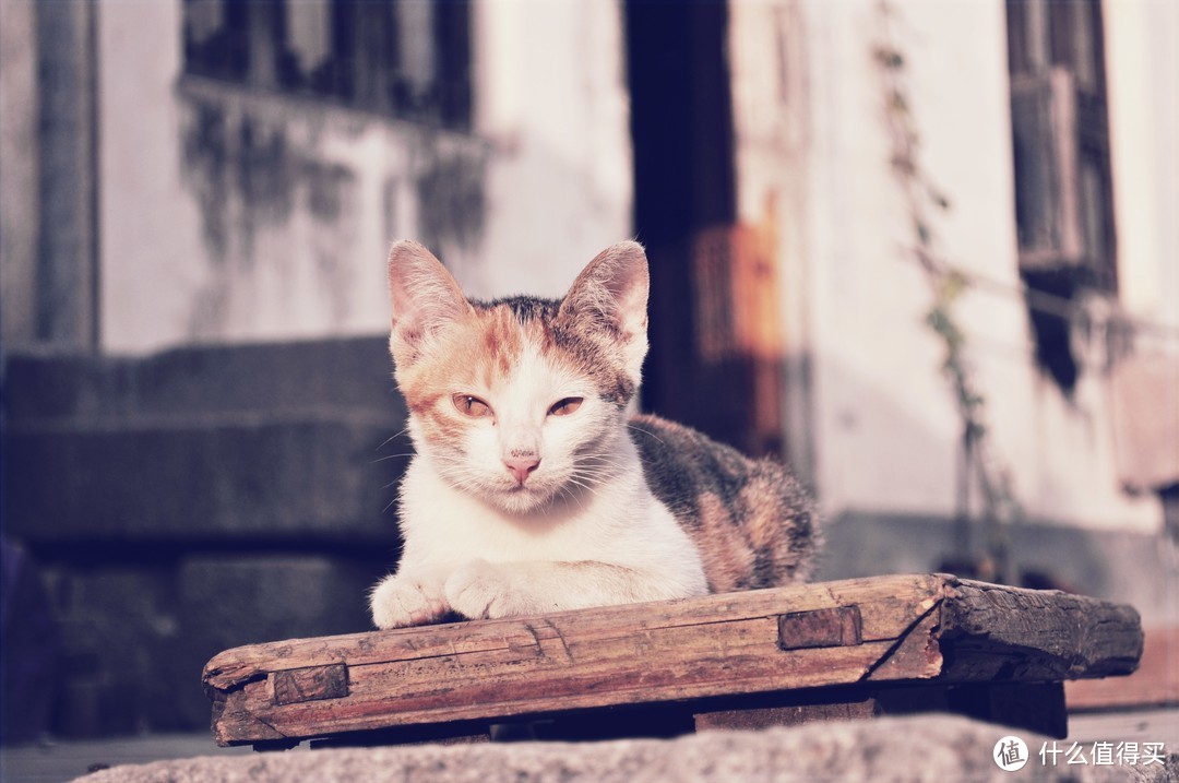 宏村古镇里的猫，四处可见慵懒无两