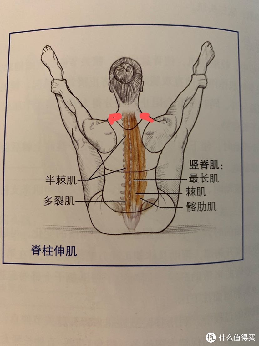 肩颈按摩的受力点