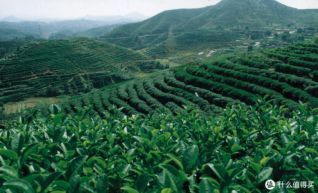 “胡比”你泡茶不好喝的原因，顺带两个关于茶的看法