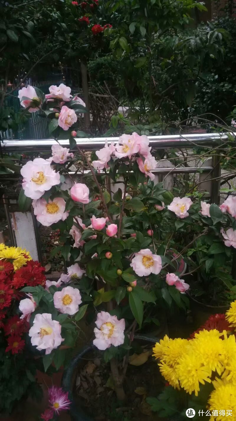 不闻不问的茶花也能开出一堆的花朵，红色，粉色各有味道
