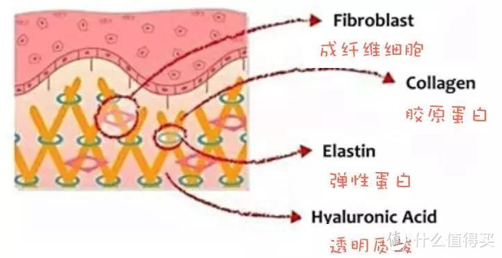 知否知否：明星成分玻尿酸，搞不好会促衰老！