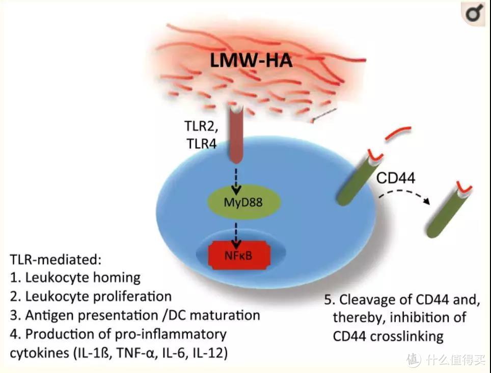 图片引自科学文献doi:10.100 /112026-014-8495-2